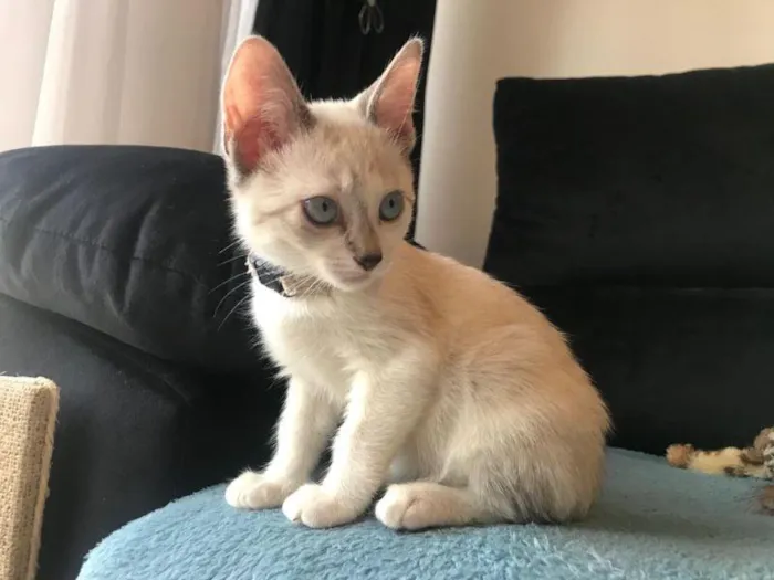 Gato raça SRD-ViraLata idade 2 a 6 meses nome Mulher Gavião 