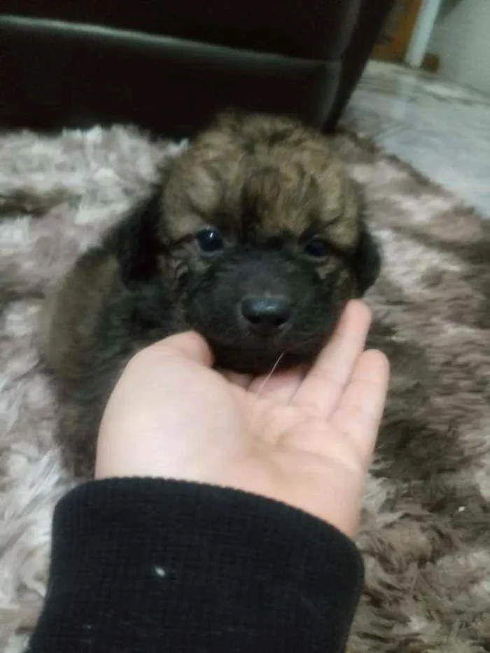 Cachorro ra a SRD idade Abaixo de 2 meses nome Lindos filhotinhos 