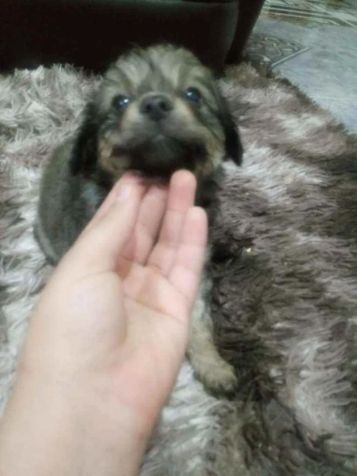 Cachorro ra a SRD idade Abaixo de 2 meses nome Lindos filhotinhos 