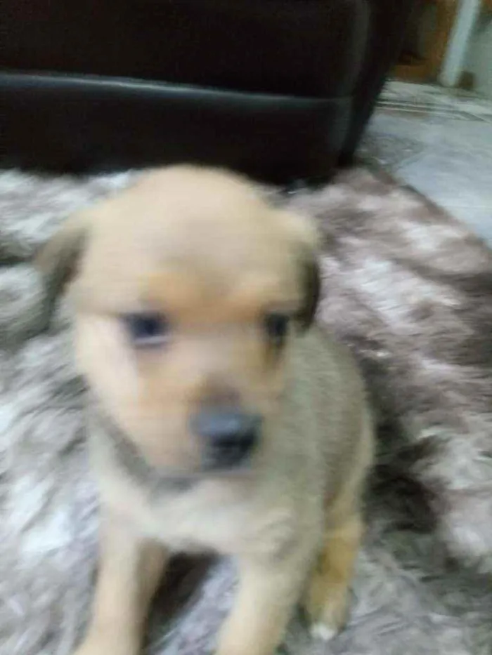 Cachorro ra a SRD idade Abaixo de 2 meses nome Lindos filhotinhos 