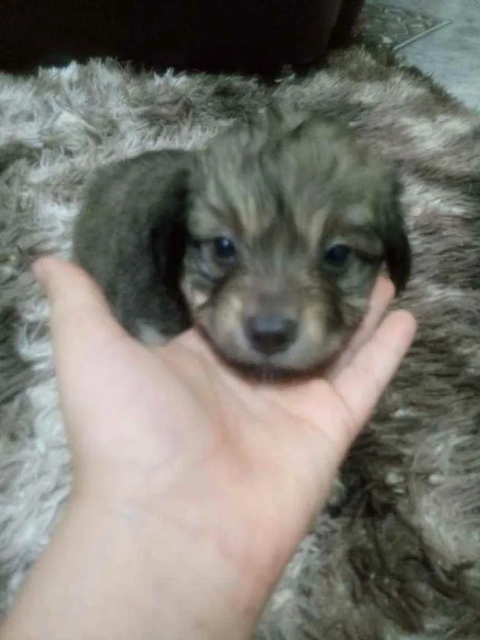 Cachorro ra a SRD idade Abaixo de 2 meses nome Lindos filhotinhos 