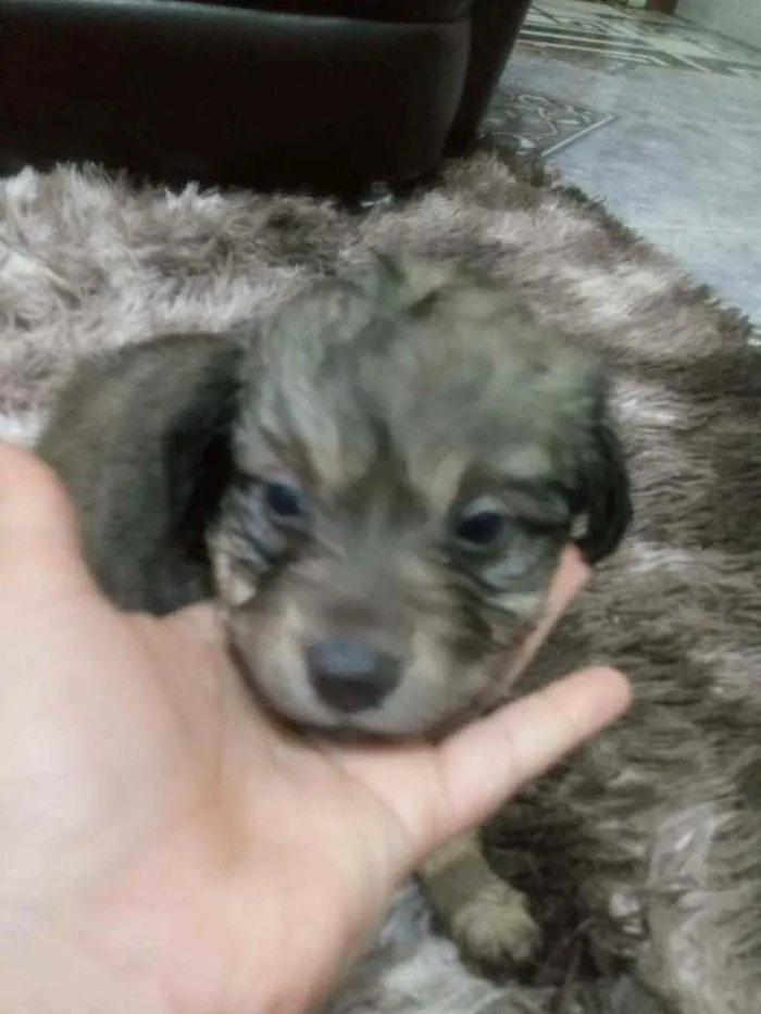 Cachorro ra a SRD idade Abaixo de 2 meses nome Lindos filhotinhos 