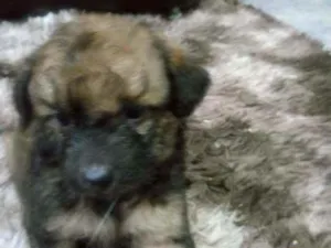 Cachorro raça SRD idade Abaixo de 2 meses nome Lindos filhotinhos 