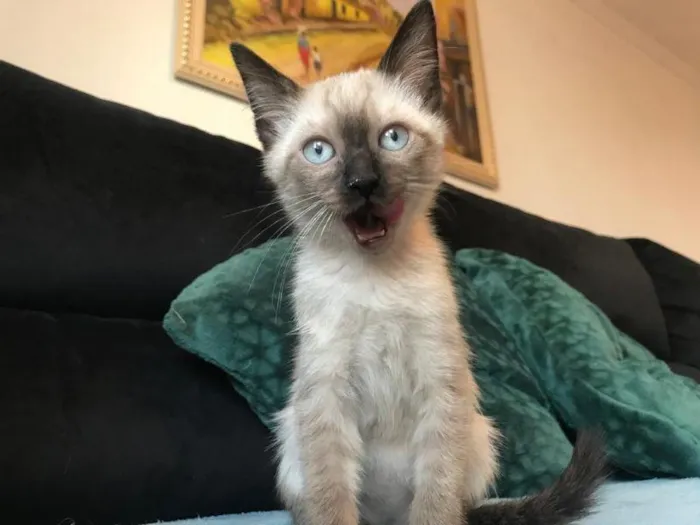 Gato raça SRD-ViraLata idade 2 a 6 meses nome Lanterna verde 