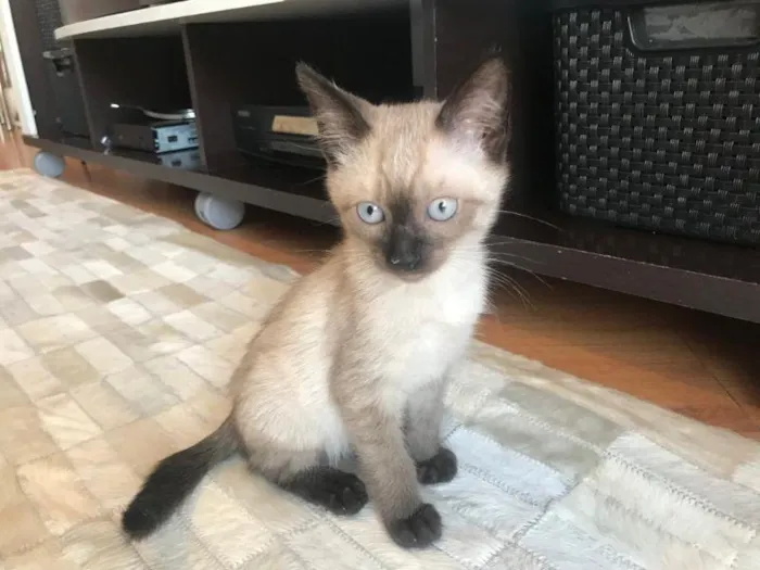 Gato raça SRD-ViraLata idade 2 a 6 meses nome Lanterna verde 