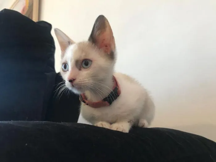 Cachorro raça SRD-ViraLata idade 2 a 6 meses nome Canário Negro 