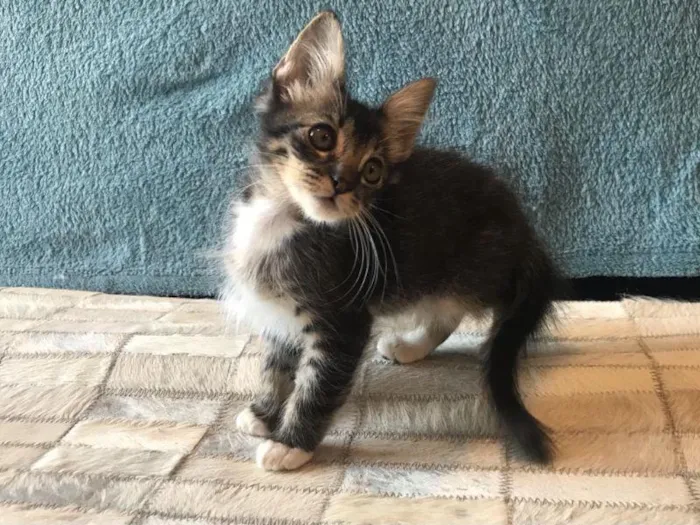 Gato raça SRD-ViraLata idade 2 a 6 meses nome Aquaman