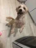 Floquinho