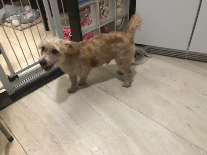 Cachorro ra a misto de York e Poodle Srd idade 2 anos nome Floquinho