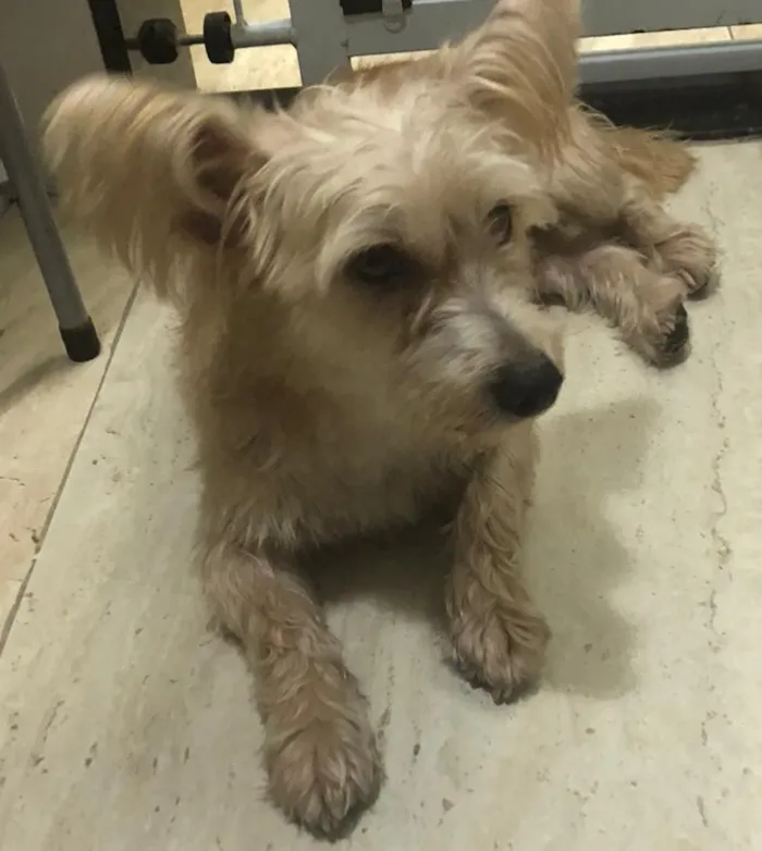 Cachorro ra a misto de York e Poodle Srd idade 2 anos nome Floquinho