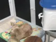 Floquinho