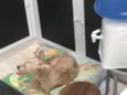 Floquinho