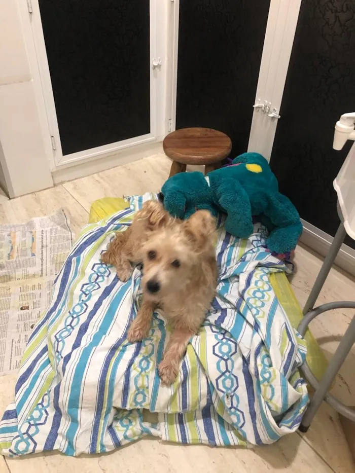 Cachorro ra a misto de York e Poodle Srd idade 2 anos nome Floquinho