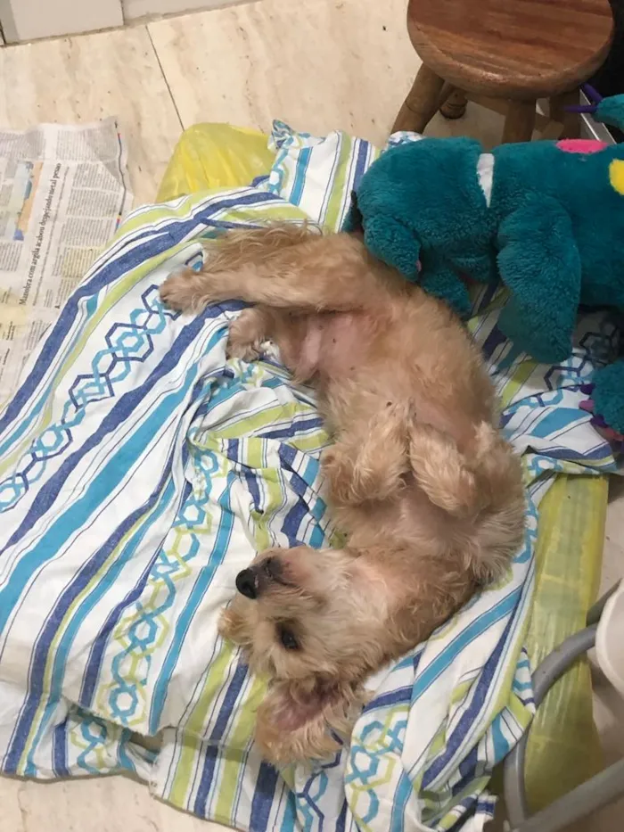 Cachorro ra a misto de York e Poodle Srd idade 2 anos nome Floquinho