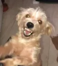 Floquinho