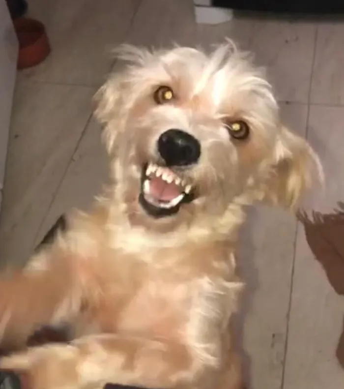 Cachorro ra a misto de York e Poodle Srd idade 2 anos nome Floquinho