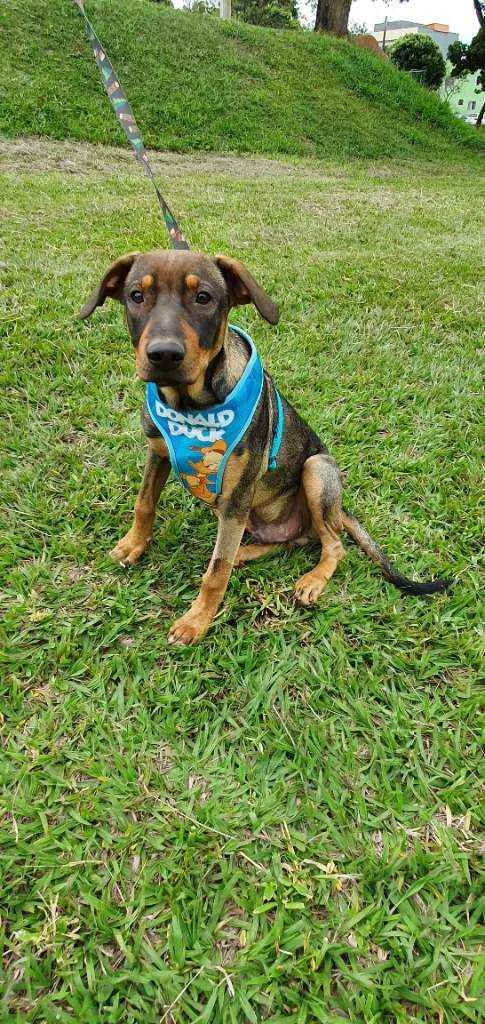 Cachorro ra a SRD idade 7 a 11 meses nome JOEY 