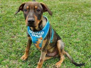 Cachorro raça SRD idade 7 a 11 meses nome JOEY 
