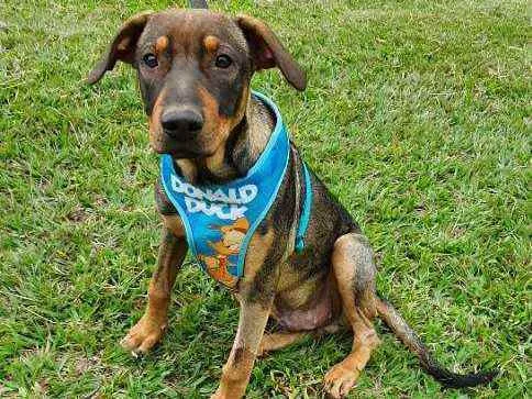 Cachorro ra a SRD idade 7 a 11 meses nome JOEY 