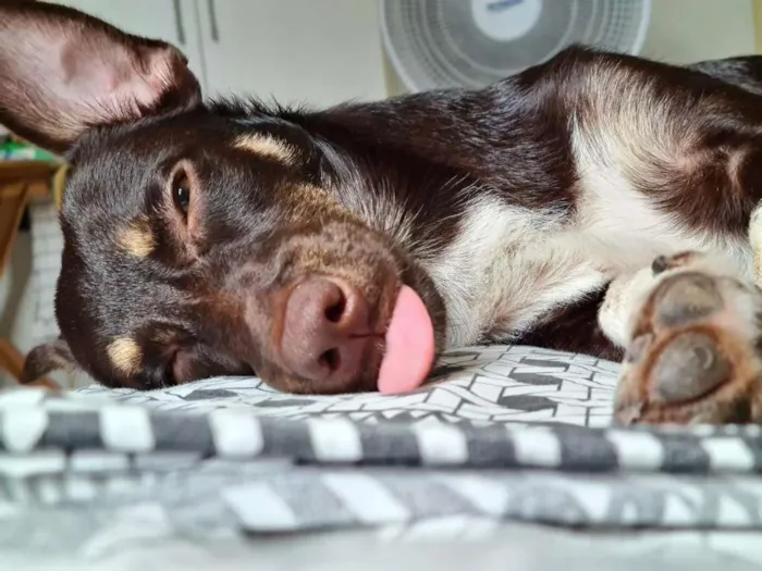 Cachorro ra a SRD-ViraLata idade 1 ano nome Jack