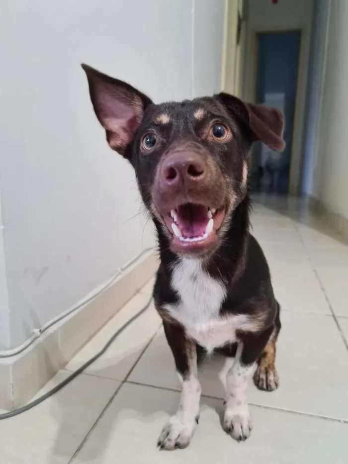 Cachorro ra a SRD-ViraLata idade 1 ano nome Jack