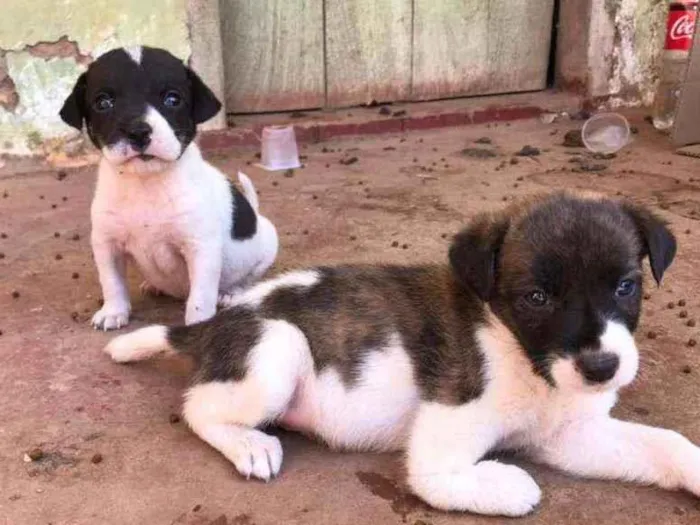 Cachorro ra a SRD idade Abaixo de 2 meses nome Ainda não tem nomes