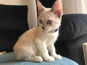 Gato raça SRD-ViraLata idade 2 a 6 meses nome Mulher Gavião 