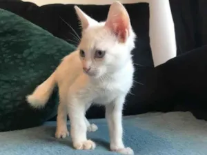 Gato raça SRD-ViraLata idade 2 a 6 meses nome Flash 