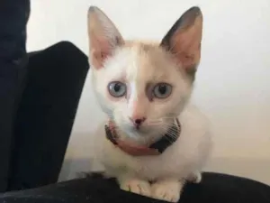 Cachorro raça SRD-ViraLata idade 2 a 6 meses nome Canário Negro 