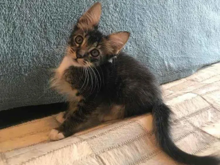 Gato raça SRD-ViraLata idade 2 a 6 meses nome Aquaman