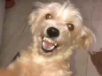 Floquinho