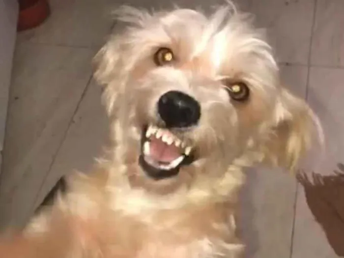 Cachorro ra a misto de York e Poodle Srd idade 2 anos nome Floquinho