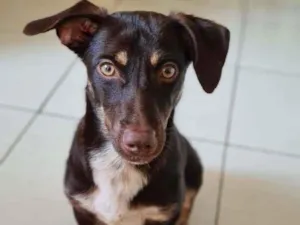 Cachorro raça SRD-ViraLata idade 1 ano nome Jack