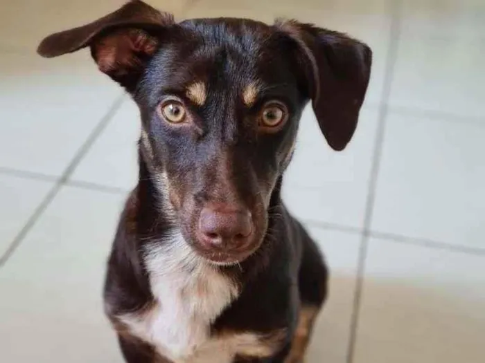 Cachorro ra a SRD-ViraLata idade 1 ano nome Jack