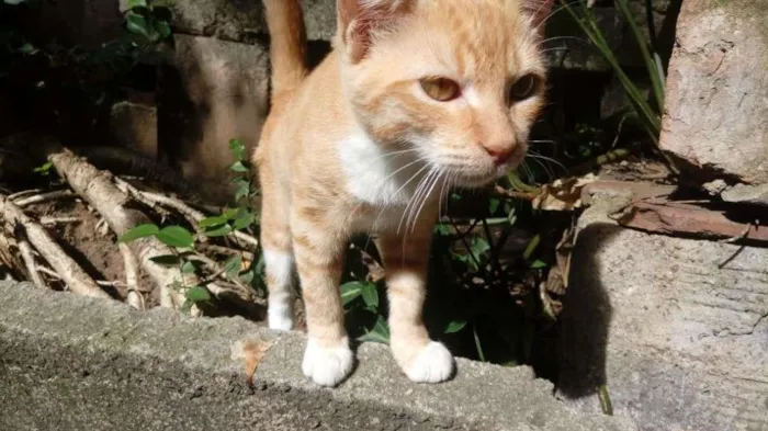 Gato ra a sem raça definida idade 2 a 6 meses nome Suzy Lee