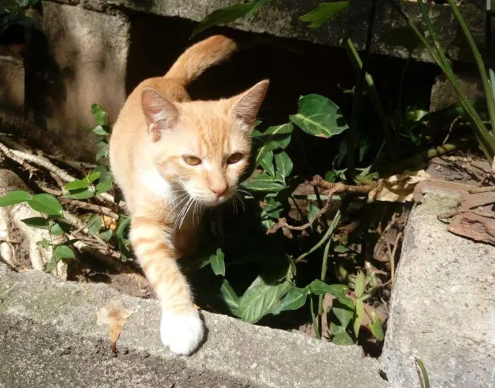 Gato ra a sem raça definida idade 2 a 6 meses nome Suzy Lee