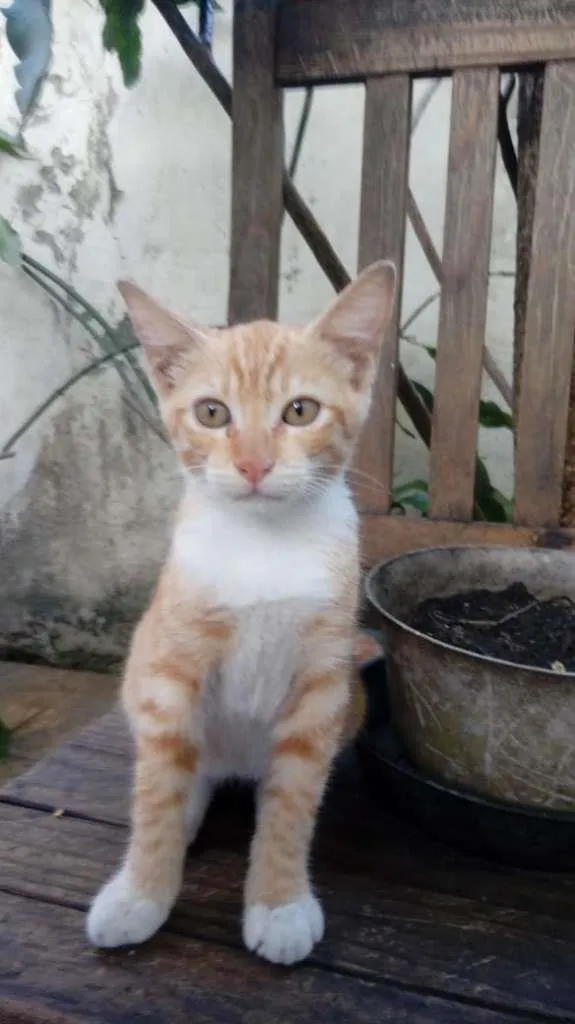 Gato ra a sem raça definida idade 2 a 6 meses nome Suzy Lee