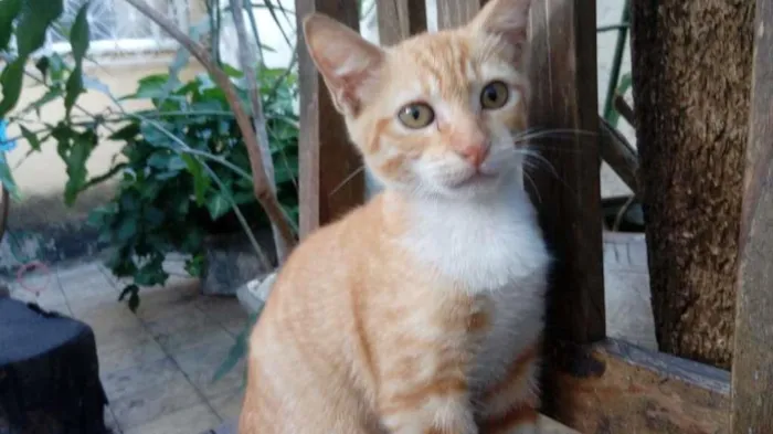 Gato ra a sem raça definida idade 2 a 6 meses nome Suzy Lee