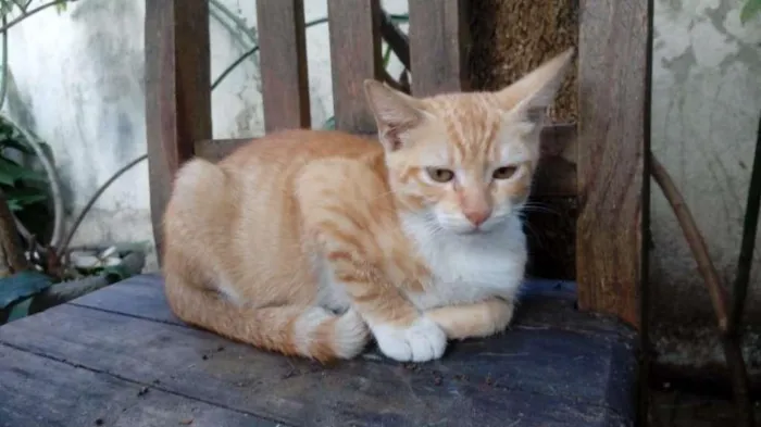Gato ra a sem raça definida idade 2 a 6 meses nome Suzy Lee