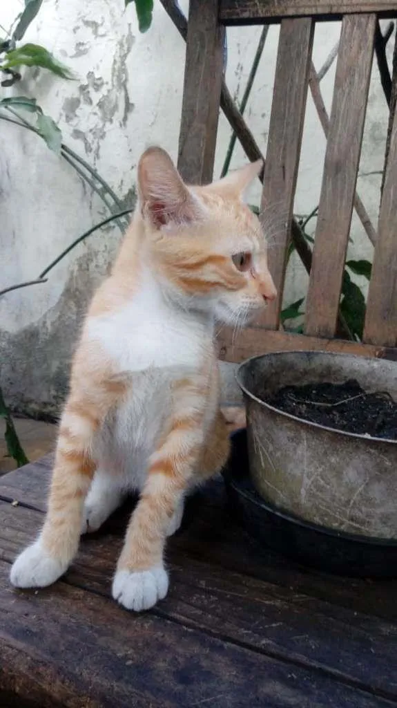 Gato ra a sem raça definida idade 2 a 6 meses nome Suzy Lee