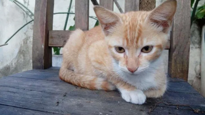 Gato ra a sem raça definida idade 2 a 6 meses nome Suzy Lee