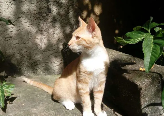 Gato ra a sem raça definida idade 2 a 6 meses nome Suzy Lee