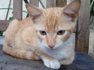 Gato raça sem raça definida idade 2 a 6 meses nome Suzy Lee