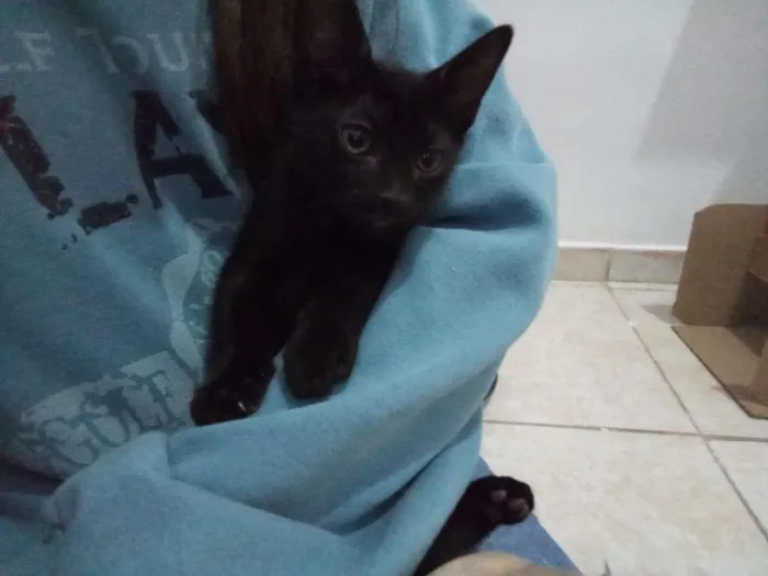 Gato raça SRD-ViraLata idade 2 a 6 meses nome Ulrich 
