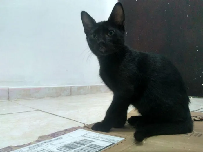 Gato raça SRD-ViraLata idade 2 a 6 meses nome Ulrich 