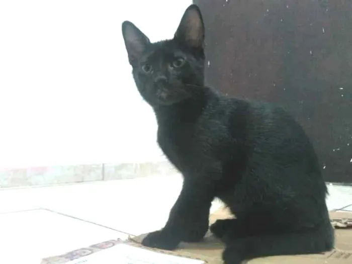 Gato raça SRD-ViraLata idade 2 a 6 meses nome Ulrich 