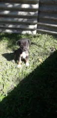 Pretinha
