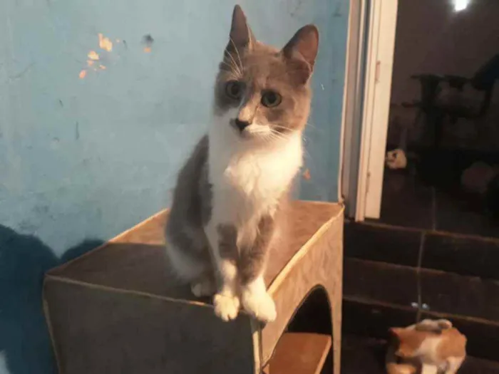 Gato ra a Srd  idade 2 a 6 meses nome Afrodite