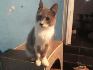 Gato raça Srd  idade 2 a 6 meses nome Afrodite