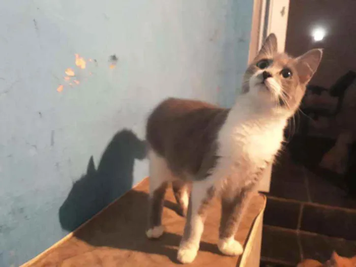 Gato ra a Srd  idade 2 a 6 meses nome Afrodite